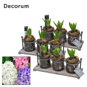 Serviro Wooden Plant Arrangement – 30cm