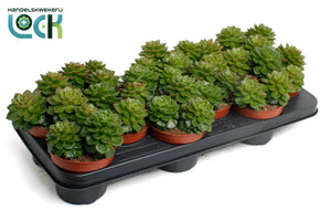 Echeveria Succulent – 10.5cm Pot, 15cm High