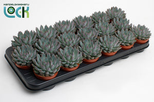 Echeveria Succulent – 8.5cm Pot