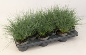 Blue Fescue Grass (Festuca glauca ‘Eisvogel’) – 10.5cm Pot