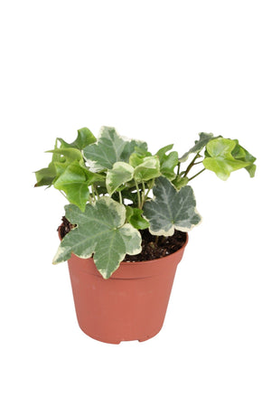 Variegated English Ivy (Hedera helix) – 8.5cm Pot
