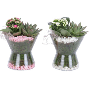 Indoor Glass Ball Plant Arrangement – 15cm