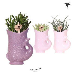 Mixed Succulent Arrangement in Ceramic Fish Pot – 9cm