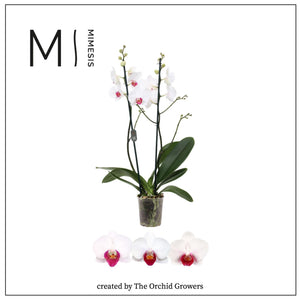 White Phalaenopsis Orchid ‘Red Lips’ – 12cm Pot