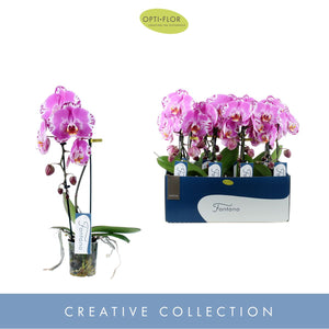 Purple Phalaenopsis Orchid – 9cm Pot, 50cm High