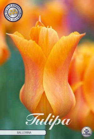 Tulipa ‘Ballerina’ Lily-Flowered Tulip Bulbs – Pack of 7