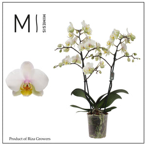Phalaenopsis Orchid ‘Busy Bee’ – 2 Stem, 12cm Pot