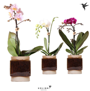Mixed Phalaenopsis Orchid – 2 Stem, 9cm Ceramic Pot