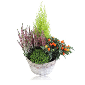 Mand Jakarta Plant Arrangement – 20cm Wicker Pot
