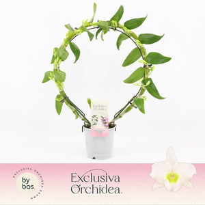 White Dendrobium Nobile Orchid – 12cm Pot