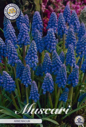 Muscari azureum Blue Grape Hyacinth Bulbs – Pack of 15