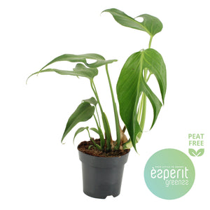 Monstera Burle Marx Flame – 14cm Pot
