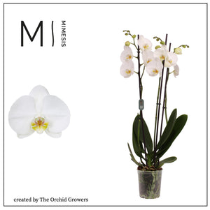 White Phalaenopsis Orchid – 4 Stem, 12cm Pot