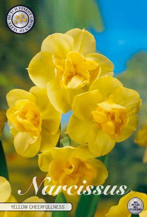 Narcissus ‘Yellow Cheerfulness’ Daffodil Bulbs – 5 Pack