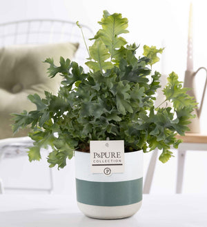 Phlebodium Davana Fern – 12cm Ceramic Pot