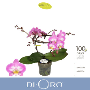 Pink Phalaenopsis Orchid ‘Dioro Allure’ – 12cm Pot