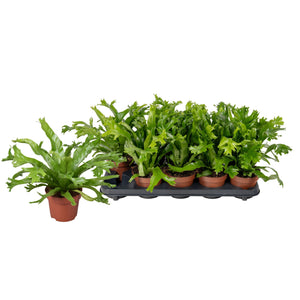Asplenium ‘Crissie’ Fern – 12cm Pot, 25cm High