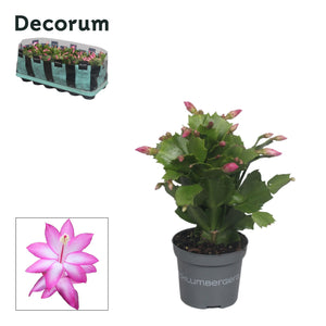 Schlumbergera Christmas Cactus – 9cm Pot