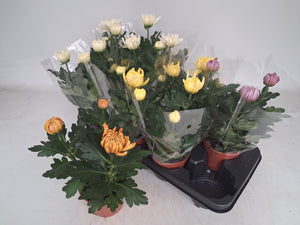 Mixed Chrysanthemum (Indicum Group) – 12cm Pot