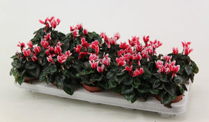 Red-Flamed Cyclamen persicum ‘Picola Shine’ – 9cm Pot