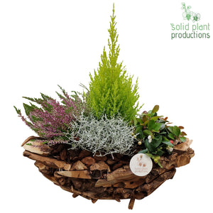 Driftwood Boat Autumn Plant Arrangement – 42cm