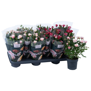 Mixed Rose Plant (Rosa) – 10.5cm Pot
