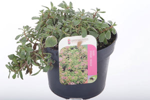 Tricolour Sedum – 13cm Pot