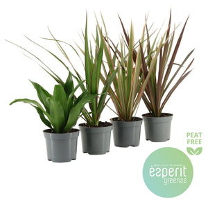 Mixed Dracaena Houseplant – 8.5cm Pot