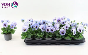 Blue Viola Garden Plant – 9cm Pot