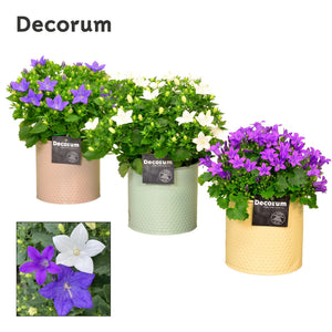 Mixed Campanula Garden Plant – 14cm Pot