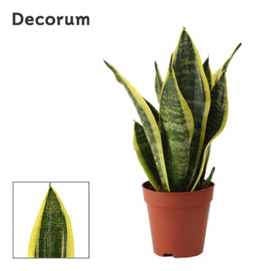 Sansevieria ‘Superba’ Snake Plant – 9cm Pot