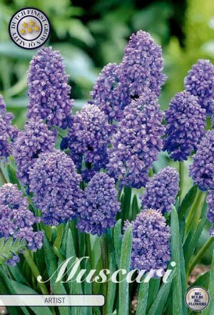 Armenian Grape Hyacinth (Muscari armeniacum) Bulbs – 20 Pack
