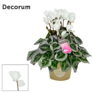 White Small-Flowered Cyclamen (Cyclamen persicum) – 10.5cm Pot