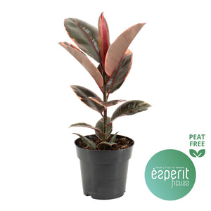 Belize Rubber Plant (Ficus elastica ‘Belize’) – 17cm Pot