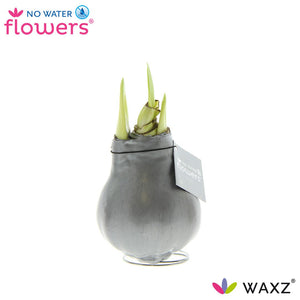 Silver Waxed Hippeastrum (Amaryllis) – 2 Stems