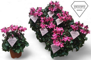 Pink Cyclamen persicum ‘Petticoat’ – 10.5cm Pot