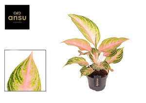 Aglaonema ‘Eyecatcher’ – 12cm Pot, 40cm Tall