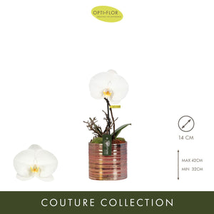 Single-Stem Phalaenopsis Orchid in Ceramic Pot – 14cm