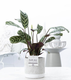 Ctenanthe Burle Marxii – 12cm Jade Ceramic Pot