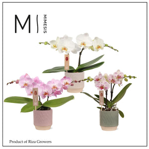 Mixed Phalaenopsis Orchid ‘Spirit’ – 2 Stem, 12cm Ceramic Pot