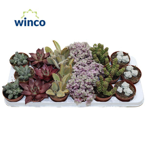 Mixed Valencia Deluxe Succulent – 8.5cm Pot
