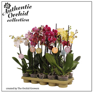 Mixed Phalaenopsis Orchid – 12cm Pot, 60cm High