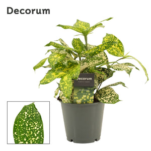 Dracaena Godseffiana ‘Decorama’ – 12cm Pot