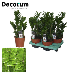 ZZ Plant ‘Zenzi’ (Zamioculcas zamiifolia) – 14cm Pot