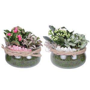 Year-Round Indoor Plant Arrangement in Glass Bowl with Rope
