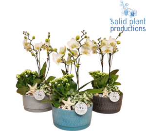Sarah Navy Phalaenopsis Orchid Arrangement – 19cm Ceramic Pot