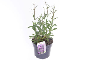 Verbena bonariensis – 17cm Pot, Approx. 30cm High