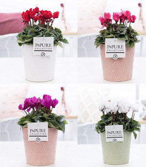 White Small-Flowered Cyclamen persicum – 13cm Pot