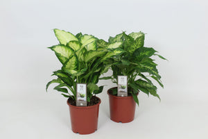 Mixed Dieffenbachia ‘Camilla Compacta’ – 17cm Pot