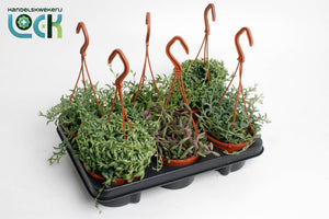 Mixed Senecio Houseplant – 12cm Pot